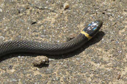 Image of Ring-necked Snake