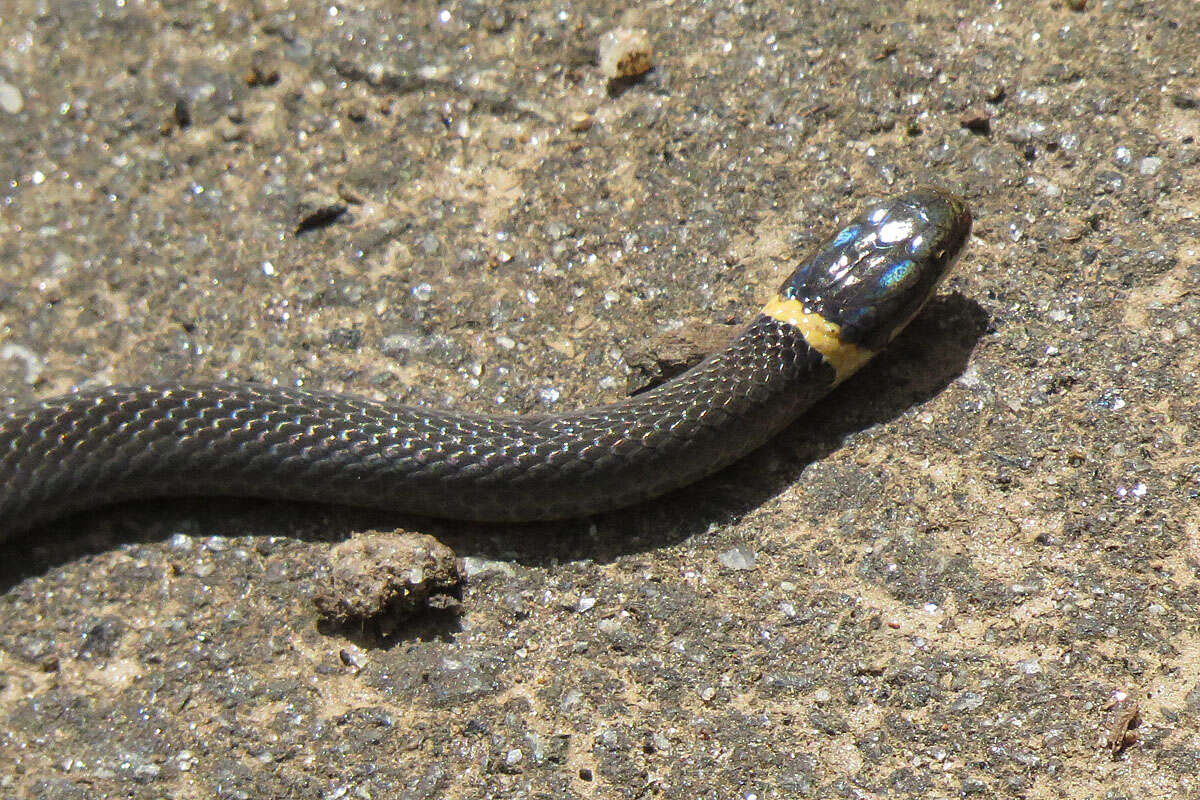 Image of Ring-necked Snake