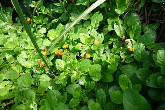 Image of Gynura elliptica Yabe & Hayata