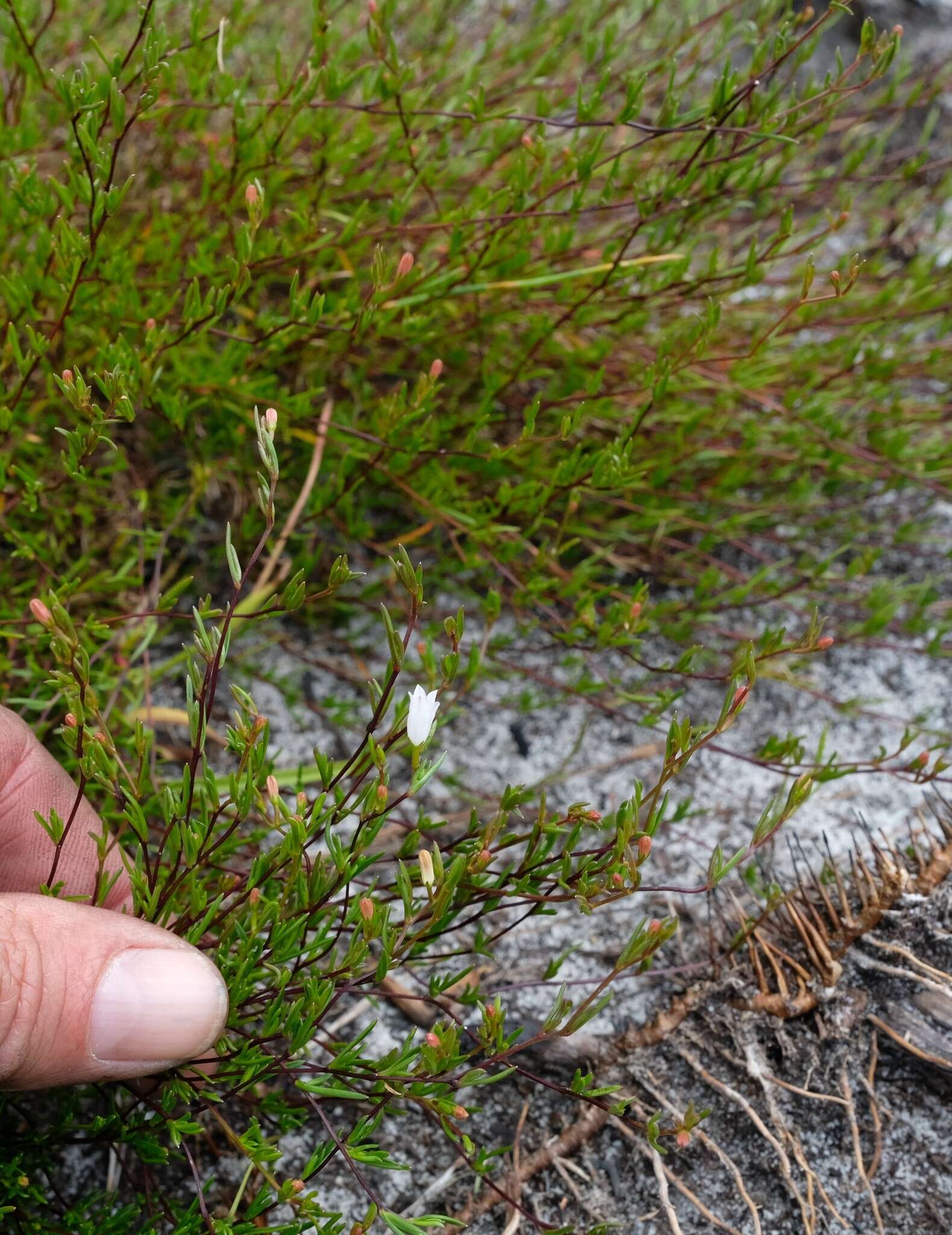 Image of Prismatocarpus sessilis Eckl. ex A. DC.