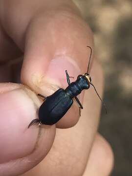 Image of Cicindela (Cicindelidia) rufiventris cumatilis Le Conte 1851