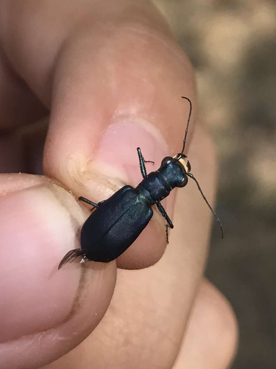 Plancia ëd Cicindela (Cicindelidia) rufiventris cumatilis Le Conte 1851