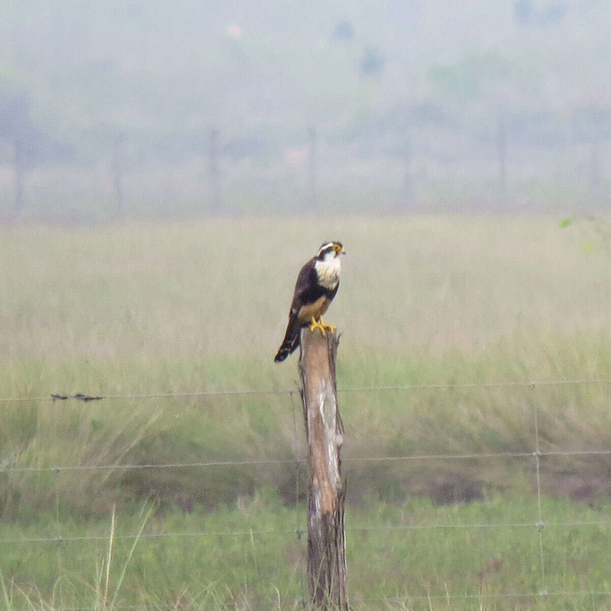 Falco femoralis Temminck 1822 resmi