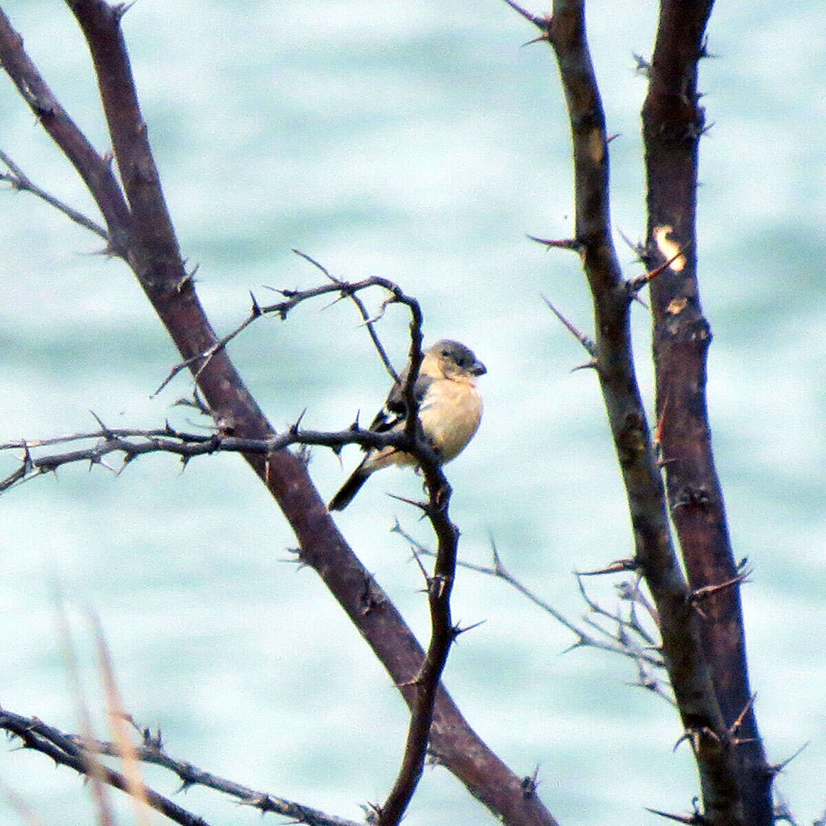 صورة Sporophila torqueola (Bonaparte 1850)