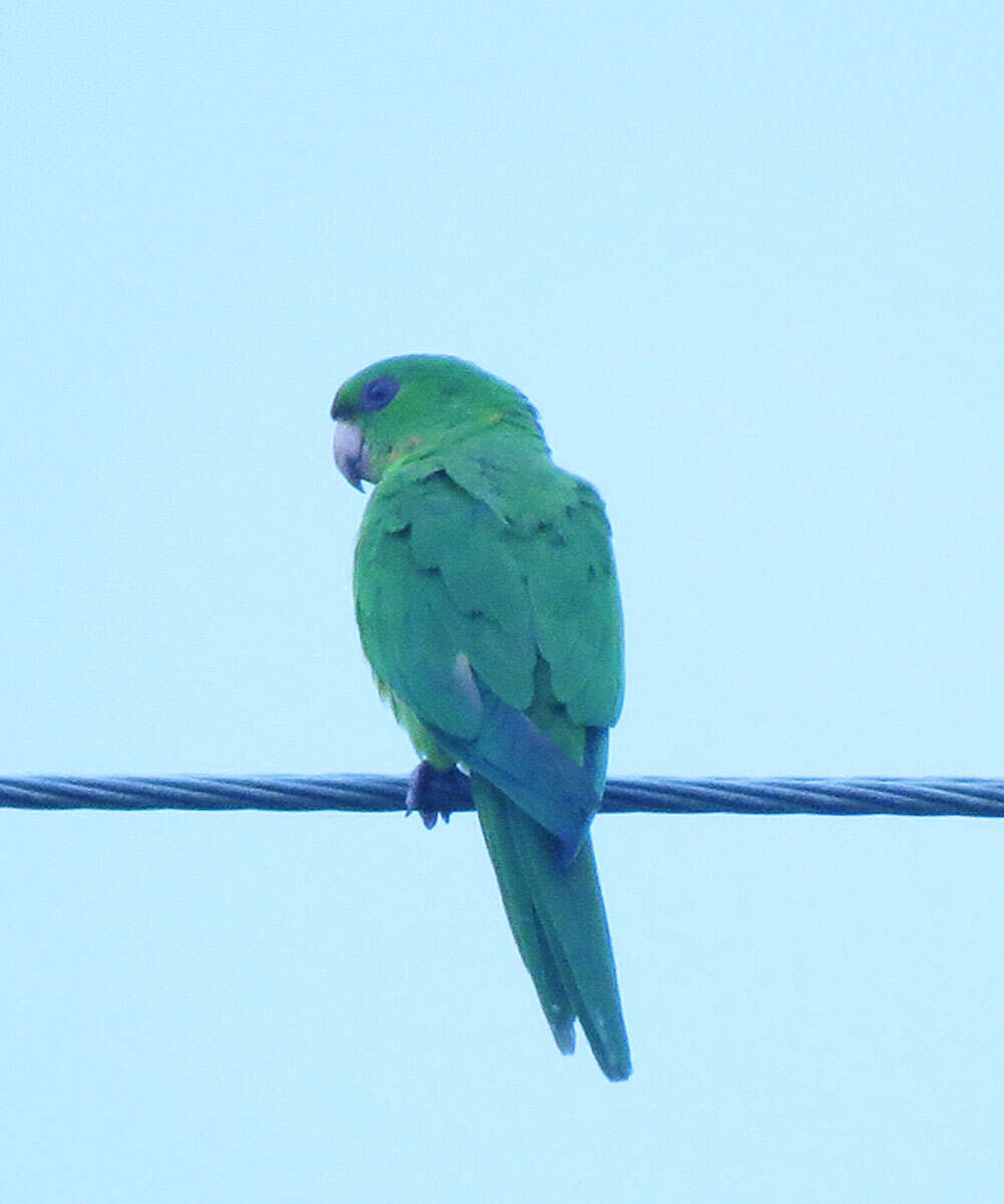 Image of Green Parakeet