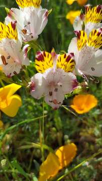 Image of Alstroemeria pulchra subsp. pulchra