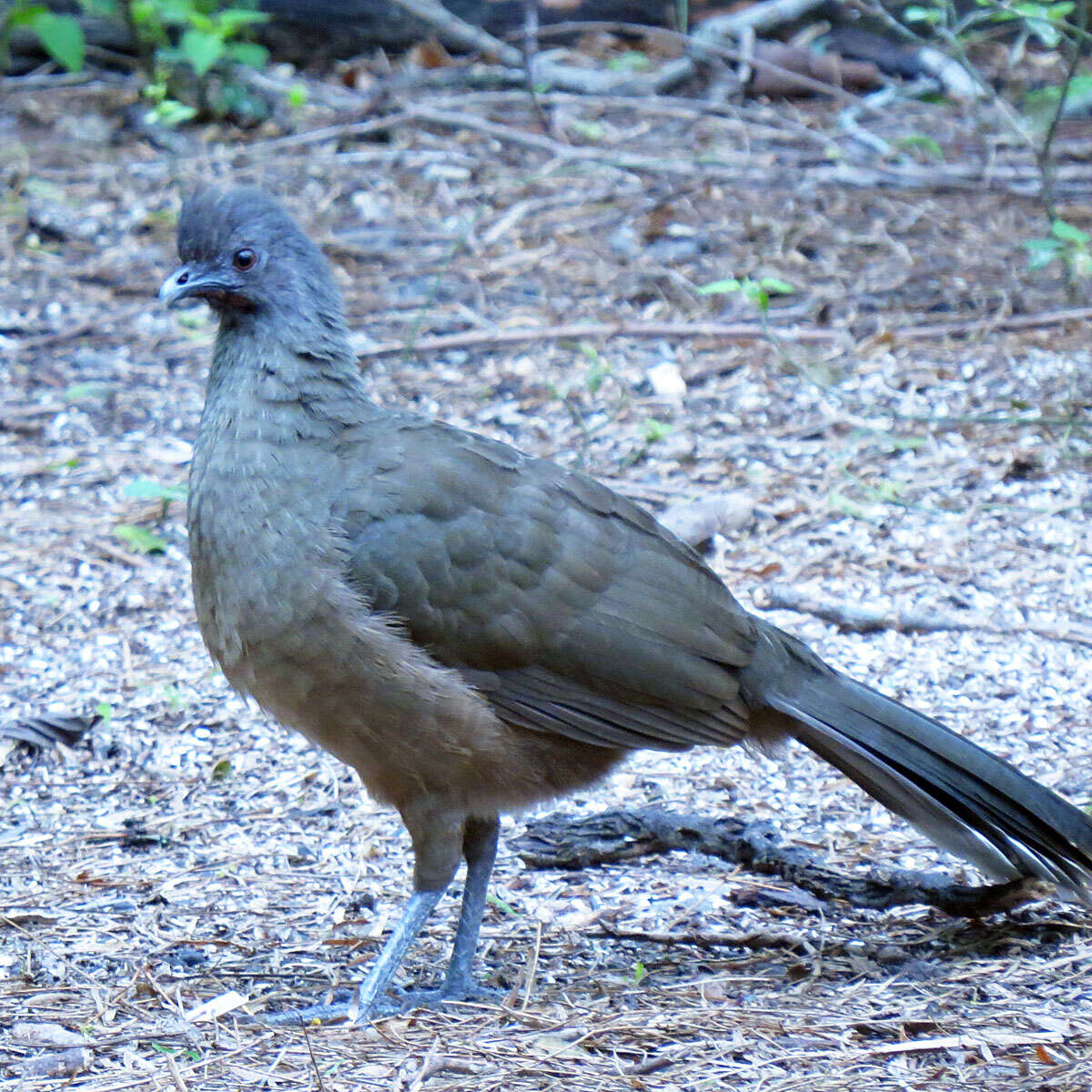 Image de Ortalide chacamel