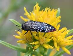 Image de Acmaeodera haemorrhoa Le Conte 1858