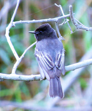 Imagem de Sayornis nigricans (Swainson 1827)