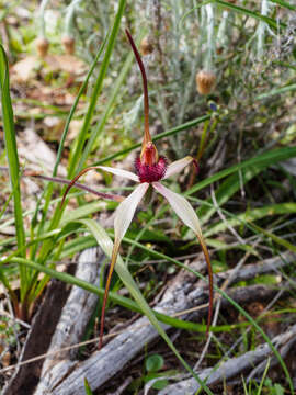 Image of Tawny spider orchid