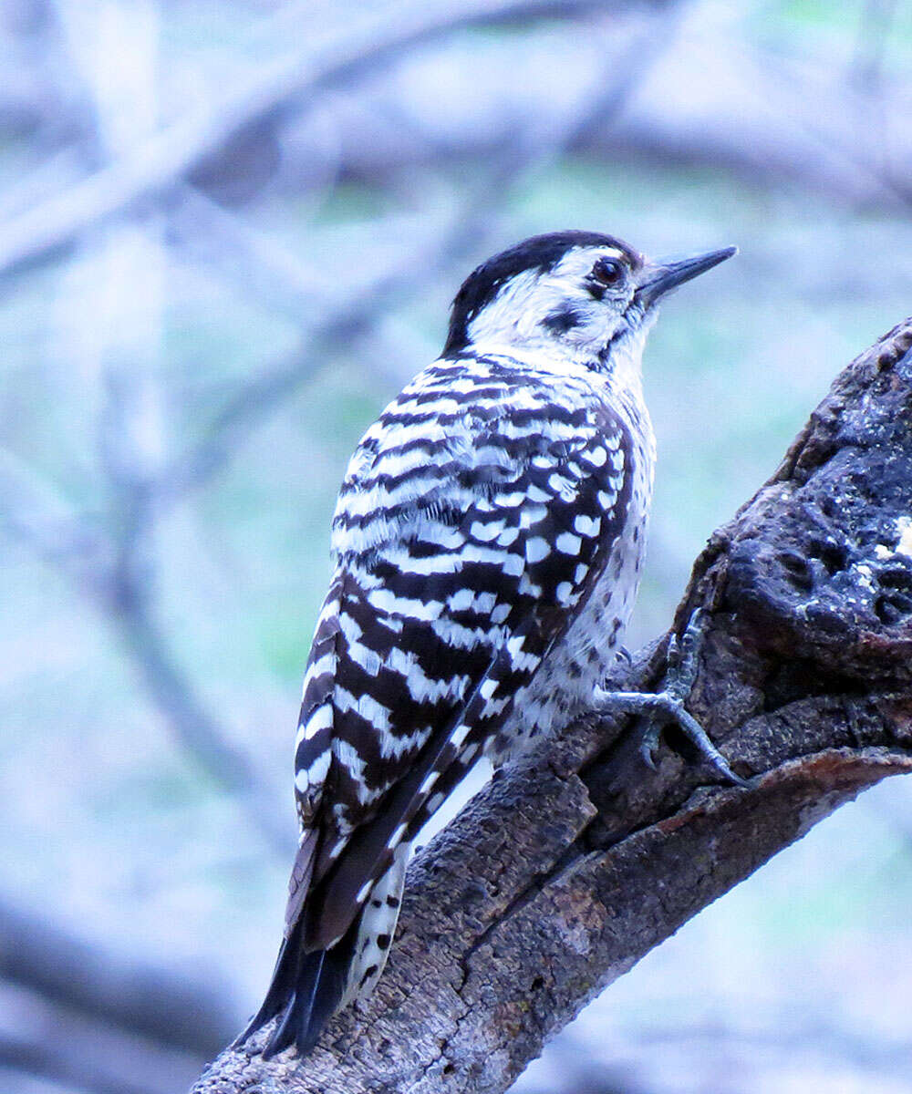 Image of Ladder-backed Woodpecker