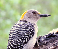 Image of Golden-fronted Woodpecker