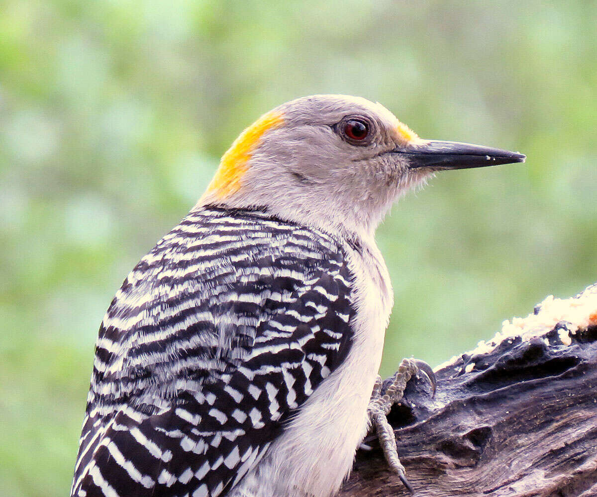 Image of Golden-fronted Woodpecker