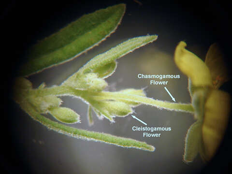 Image of Crocanthemum rosmarinifolium (Pursh) Janchen