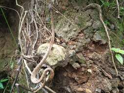 Image of Keeled Slug-eating Snake