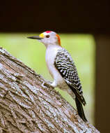 Image of Golden-fronted Woodpecker