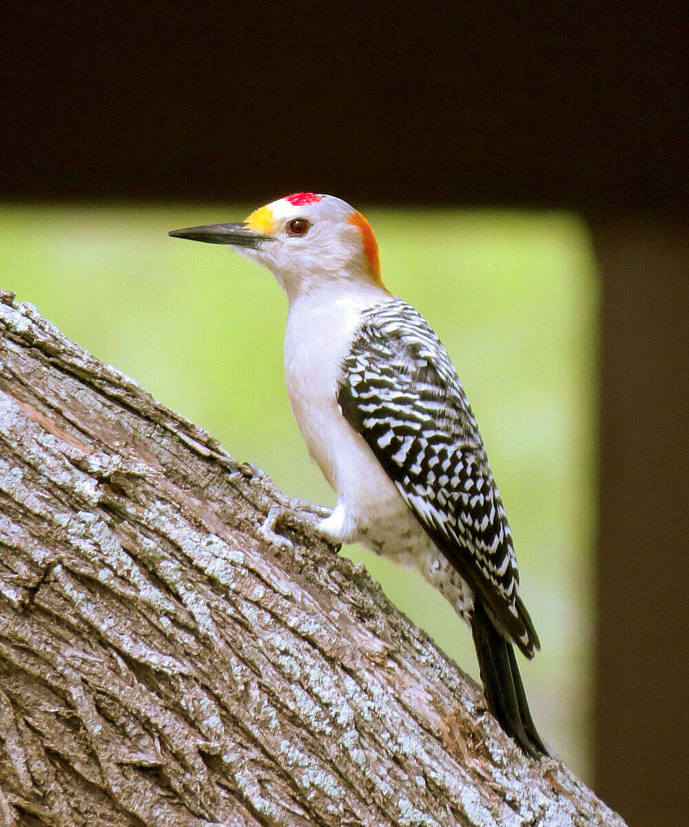 Image of Golden-fronted Woodpecker