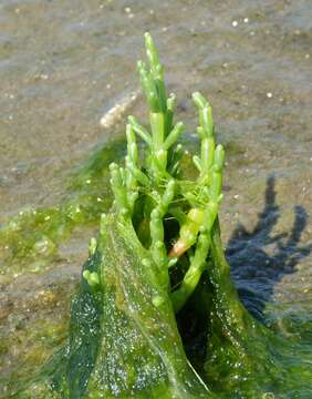 Image of glasswort