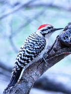 Image of Ladder-backed Woodpecker