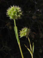 Imagem de Valerianella coronata (L.) DC.