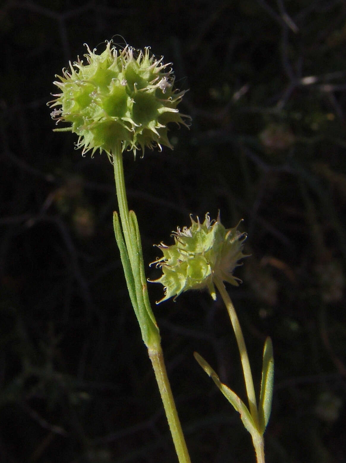 Image of Valerianella coronata (L.) DC.