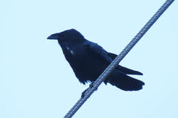 Image of Chihuahuan Raven