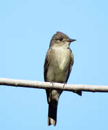 Image of Western Wood Pewee