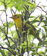 Image of Flame-colored Tanager