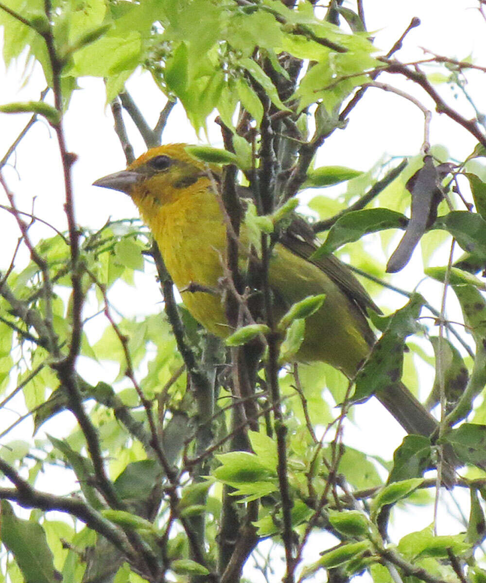 Image of Flame-colored Tanager