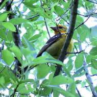 Image of Flame-colored Tanager