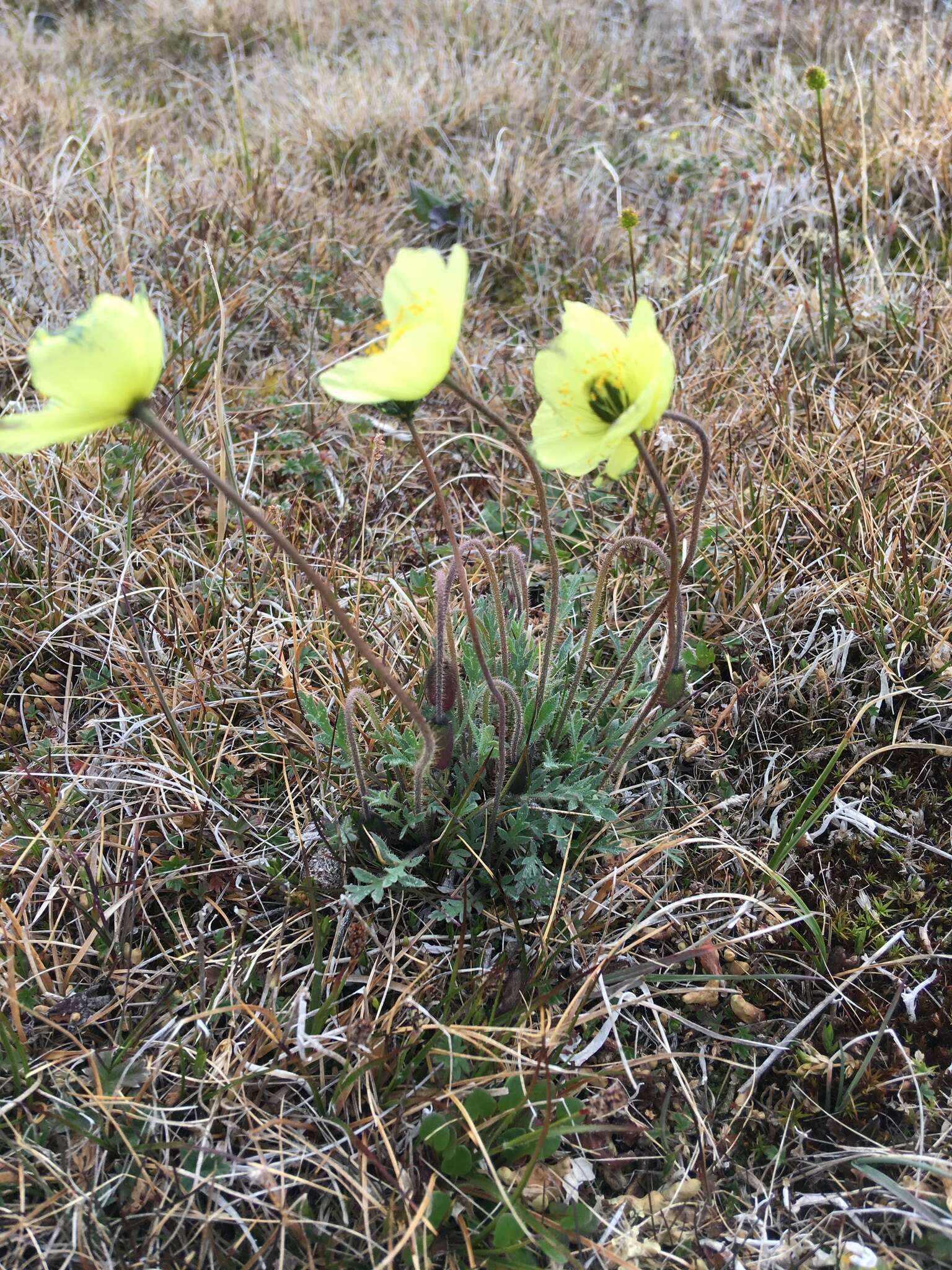 Image of Arctic poppy