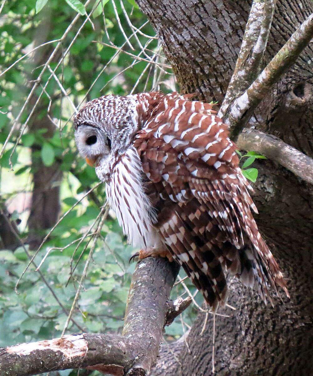 Image of Barred Owl