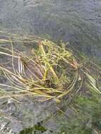 Image of River Water-dropwort