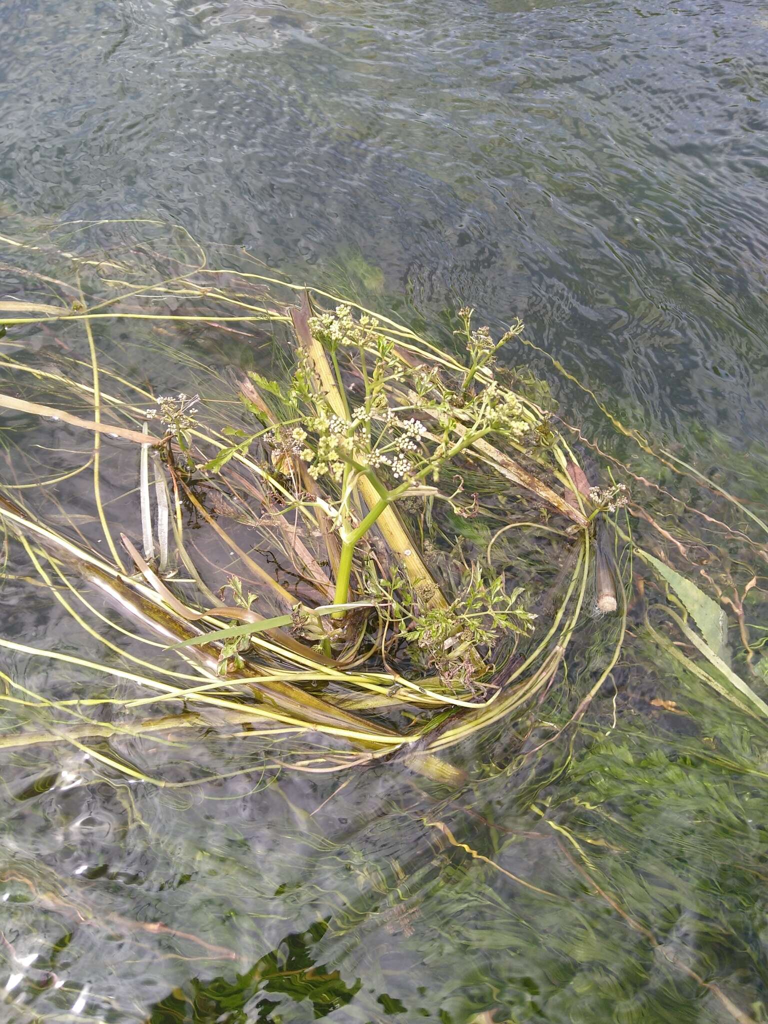 Image of River Water-dropwort