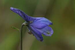 Image of Delphinium pedatisectum Hemsl.