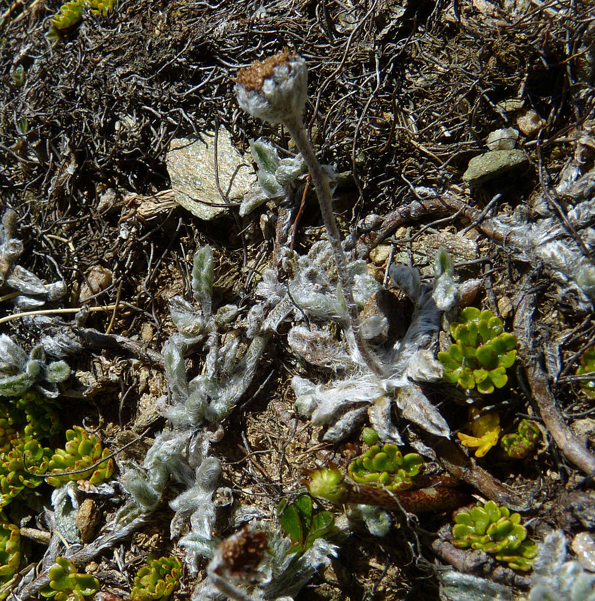 Image of Leptinella albida (D. Lloyd) D. G. Lloyd & C. J. Webb