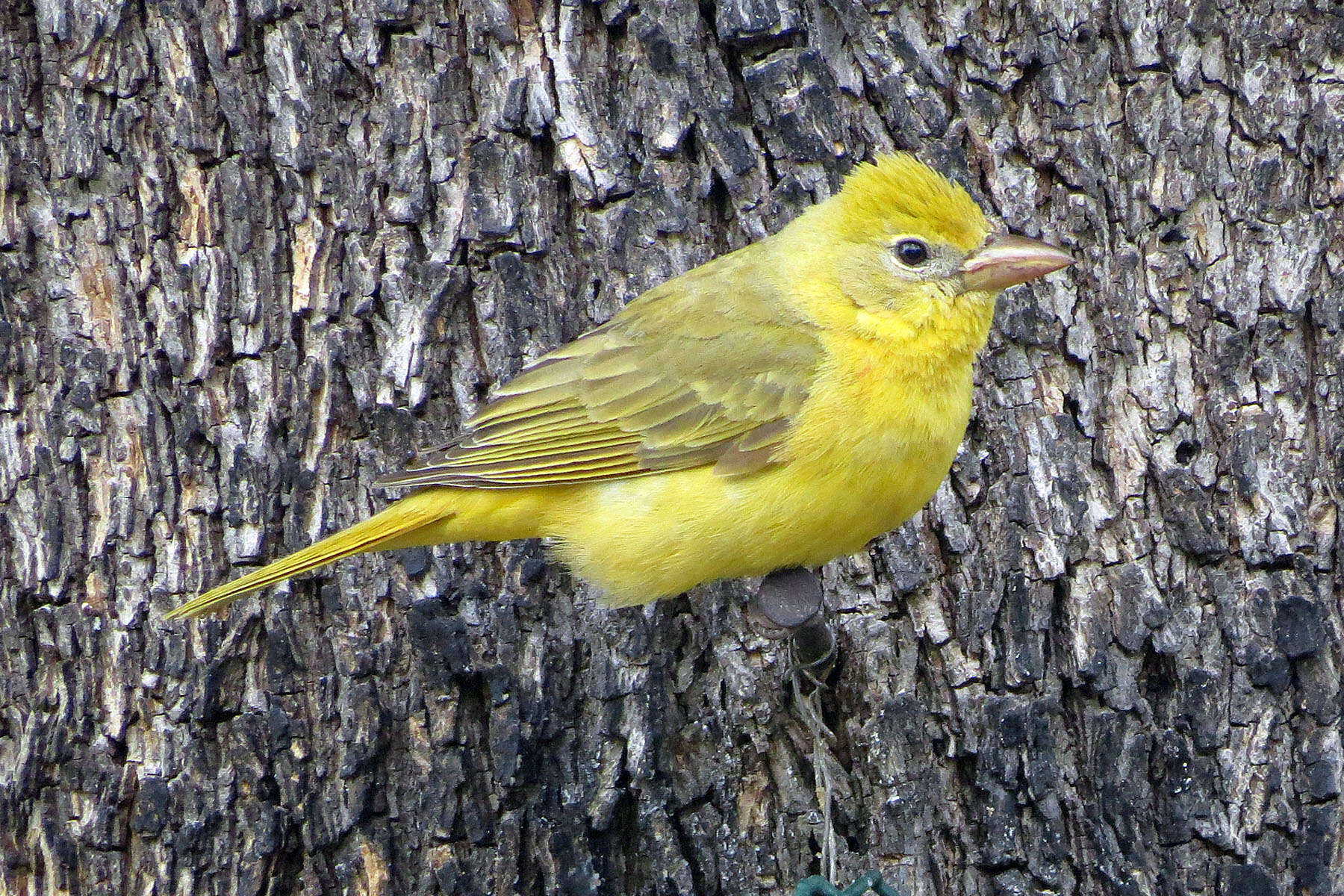 Image of Summer Tanager