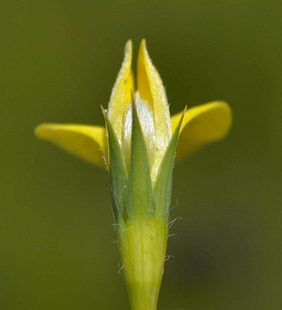 Слика од Aspalathus angustifolia subsp. angustifolia