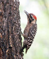 Image of Ladder-backed Woodpecker