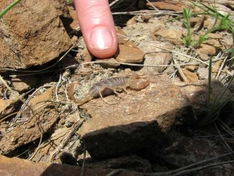 Image of Northern Scorpion