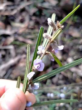 Image of Blue Bonnet