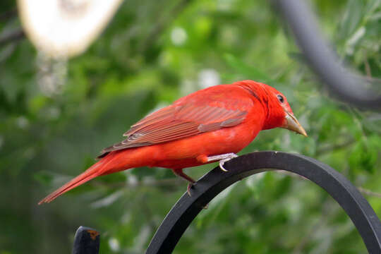 Image of Summer Tanager