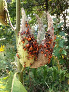 Image of Large Milkweed Bug