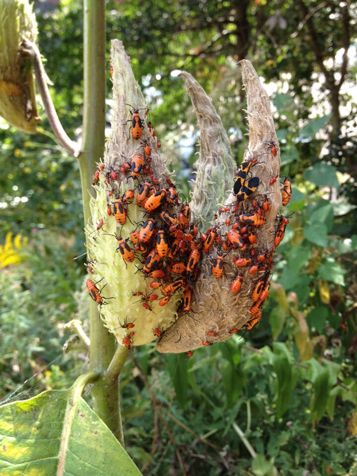 Image of Large Milkweed Bug