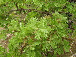 Image of Iberian white oak