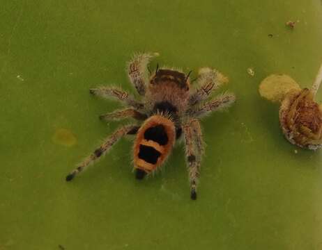 Image of Phidippus pacosauritus