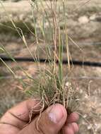 صورة Muhlenbergia arenicola Buckley