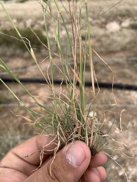 Image of sand muhly