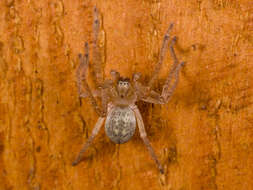 Image of Olios sericeus (Kroneberg 1875)