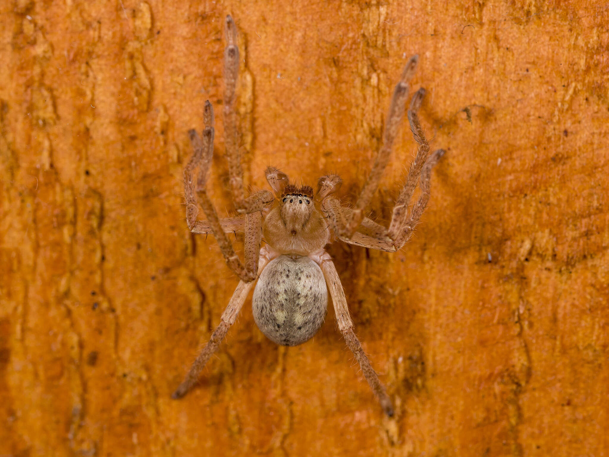 Image of Olios sericeus (Kroneberg 1875)